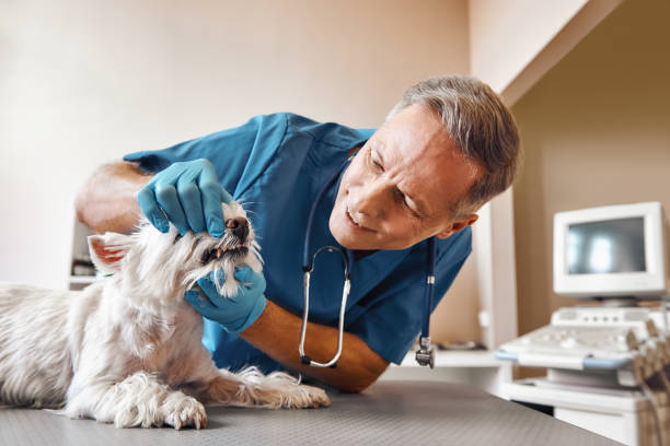 Best Walk-In Emergency Dental Services in Posen, IL